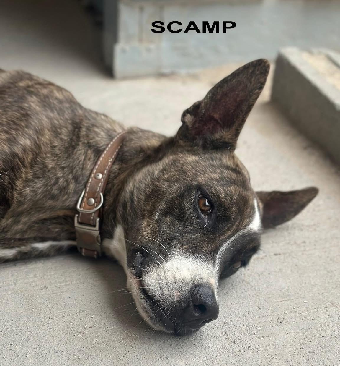 Photo of Scamp