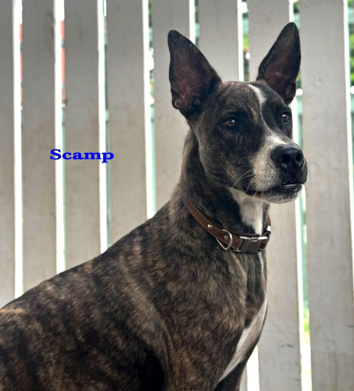 Photo of Scamp