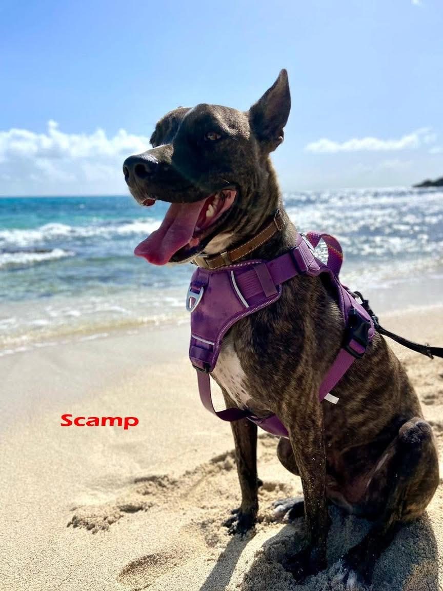 Photo of Scamp