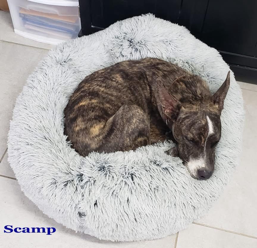 Photo of Scamp