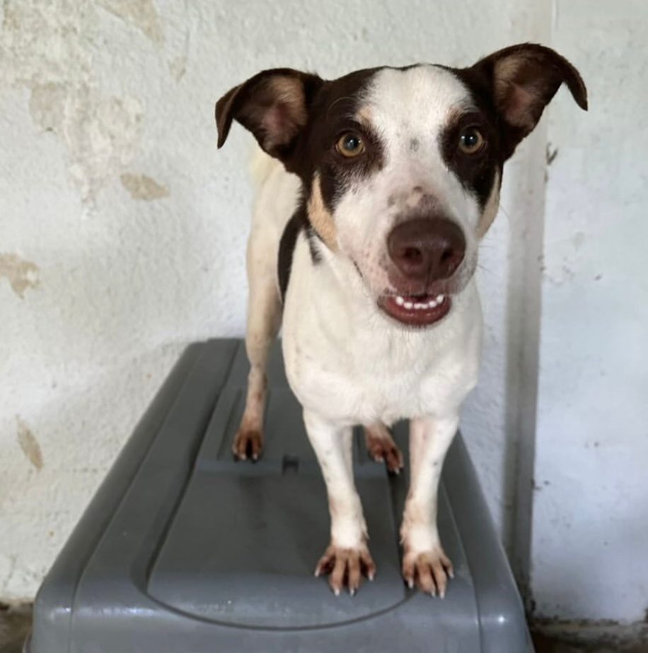 Photo of Scooby