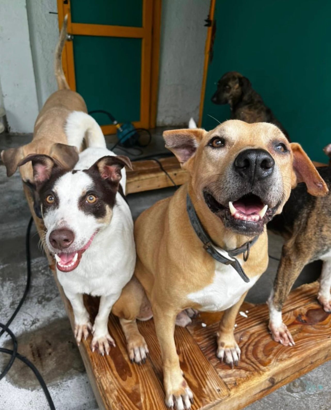 Photo of Scooby