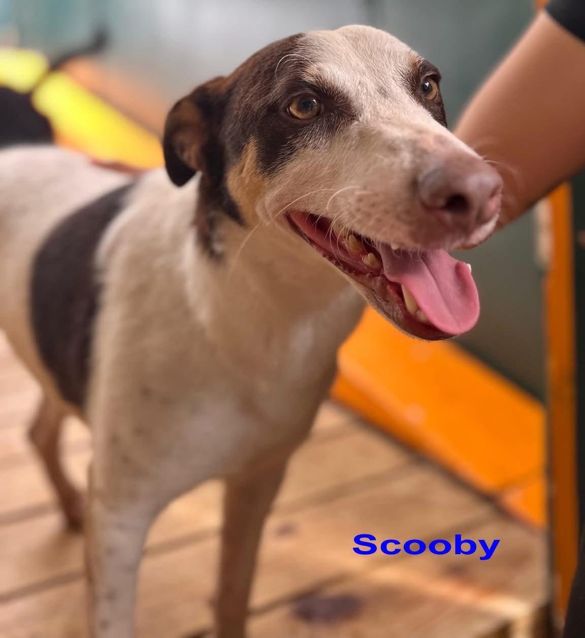 Photo of Scooby