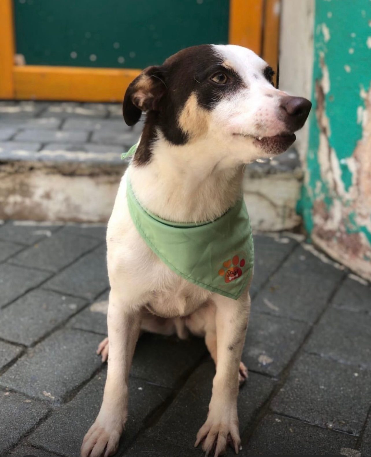 Photo of Scooby