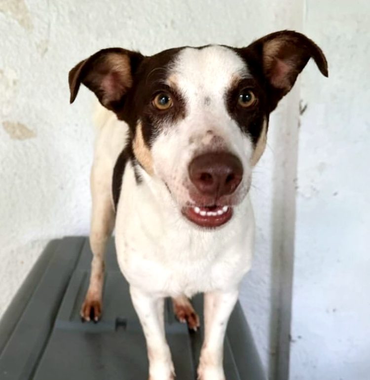 Photo of Scooby