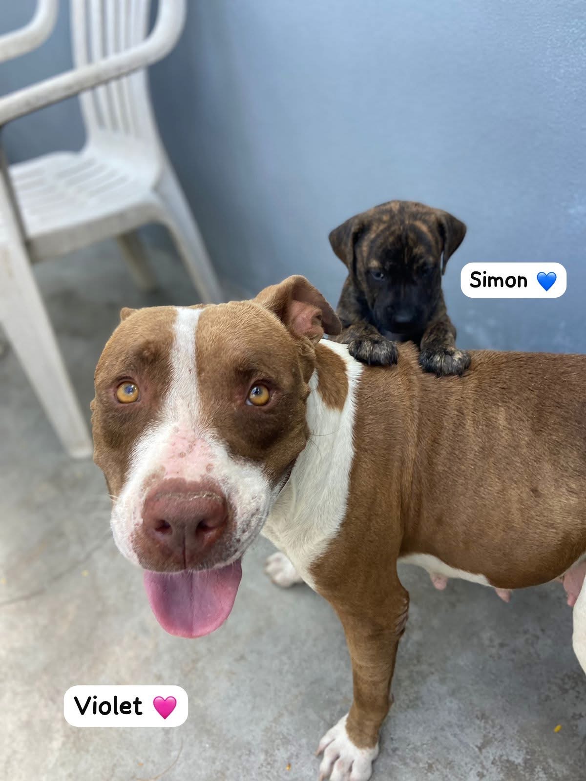 Photo of Simon