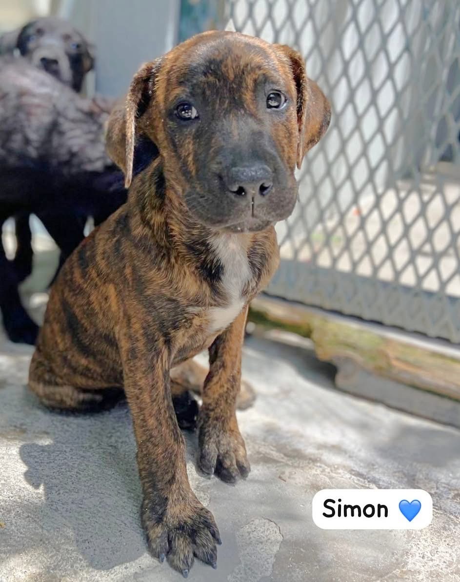 Photo of Simon