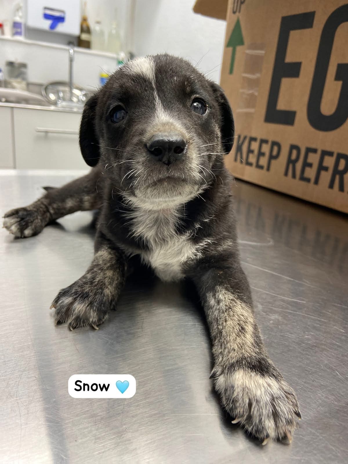 Photo of Snow