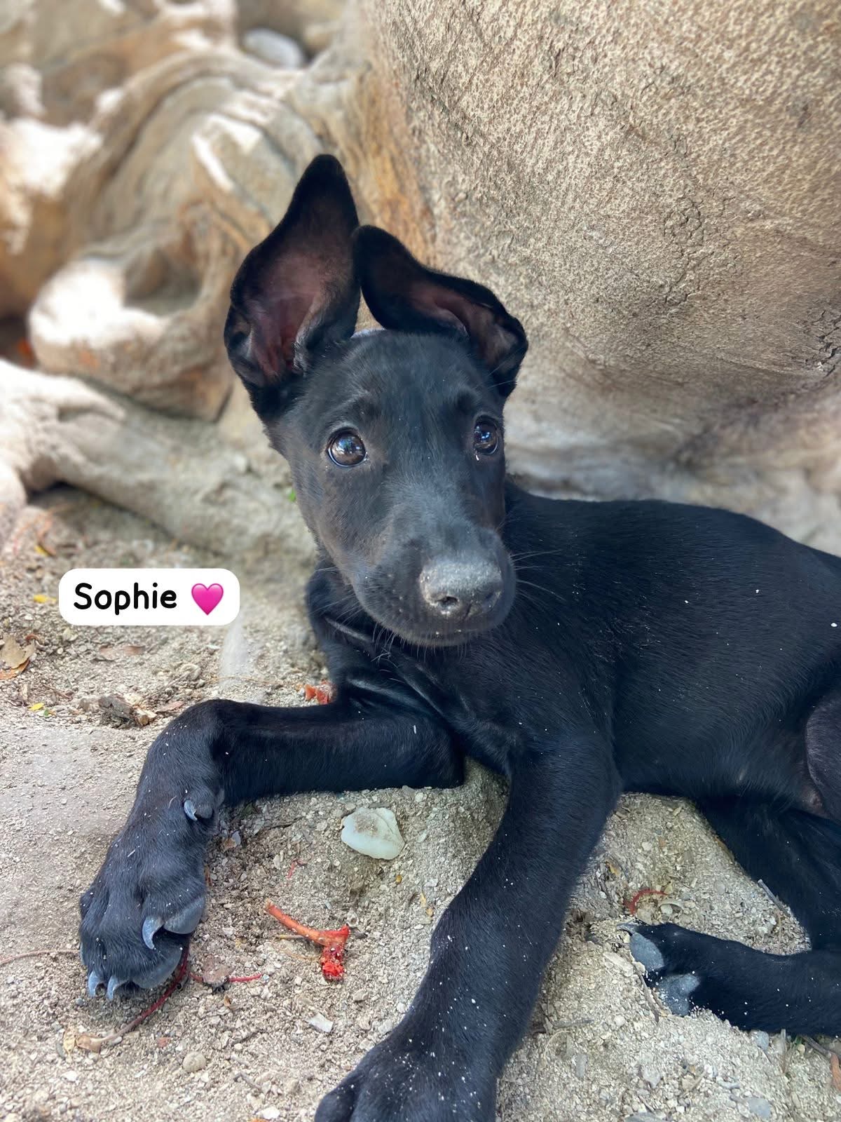 Photo of Sophie