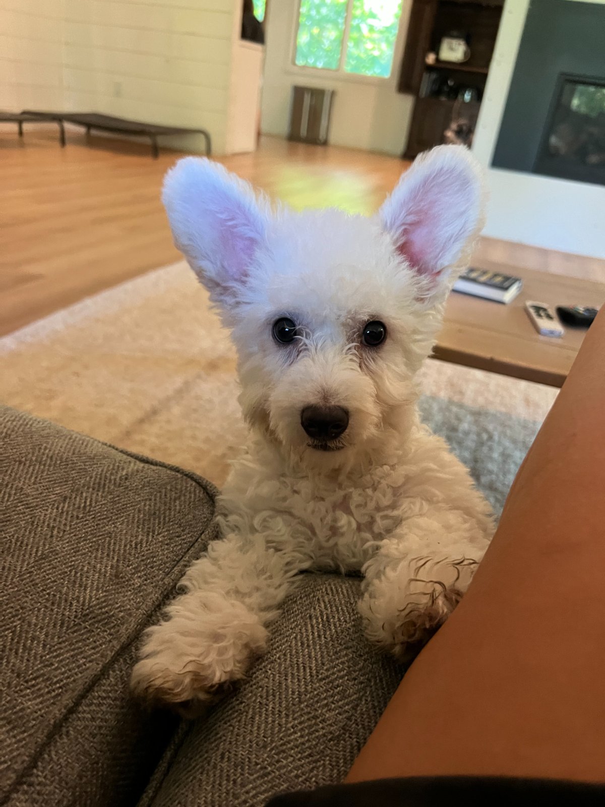 Photo of Thumper
