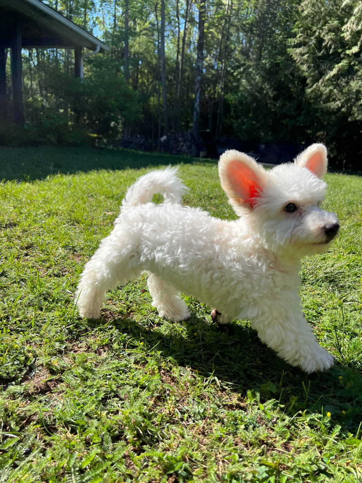Photo of Thumper