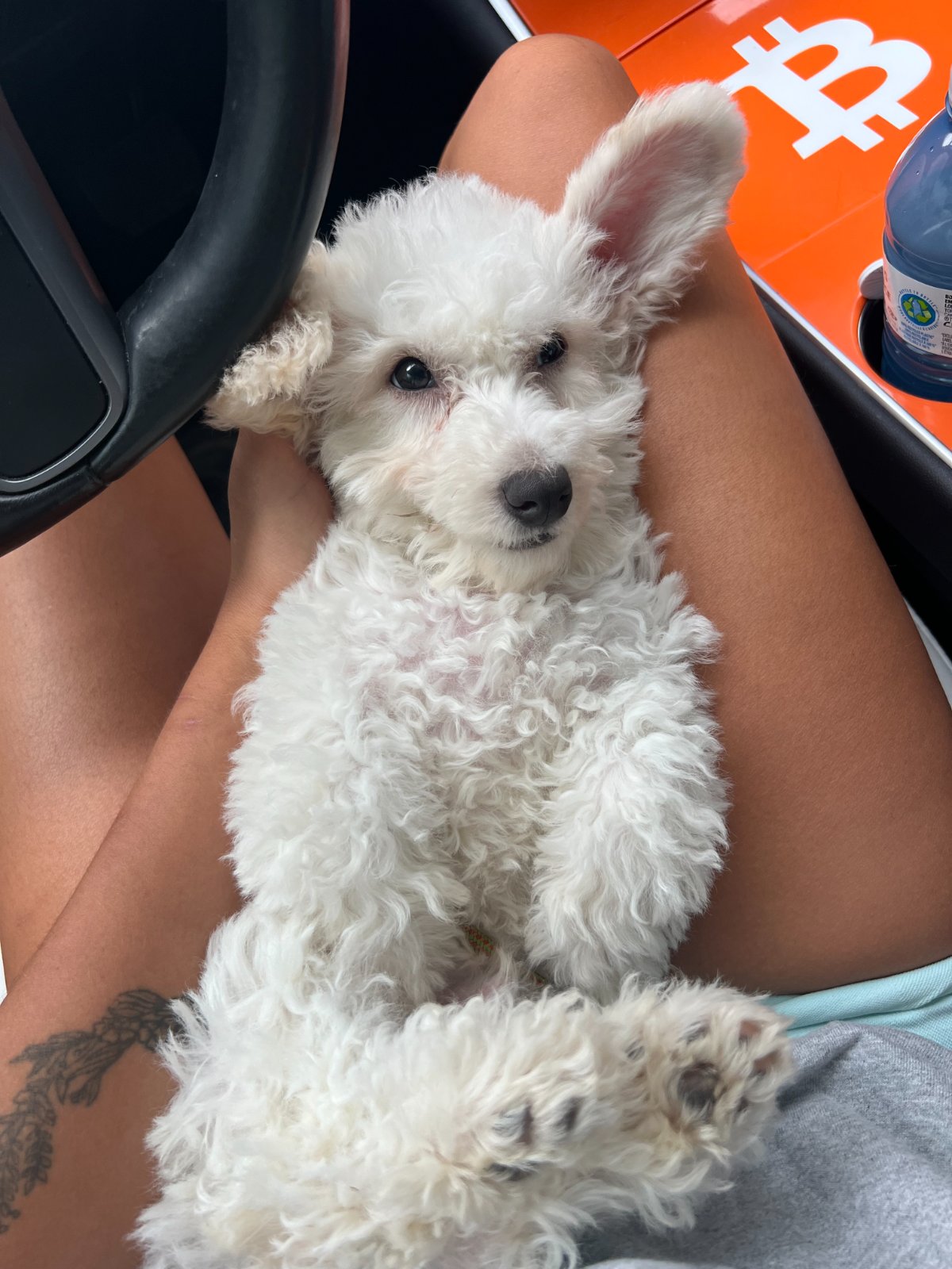 Photo of Thumper