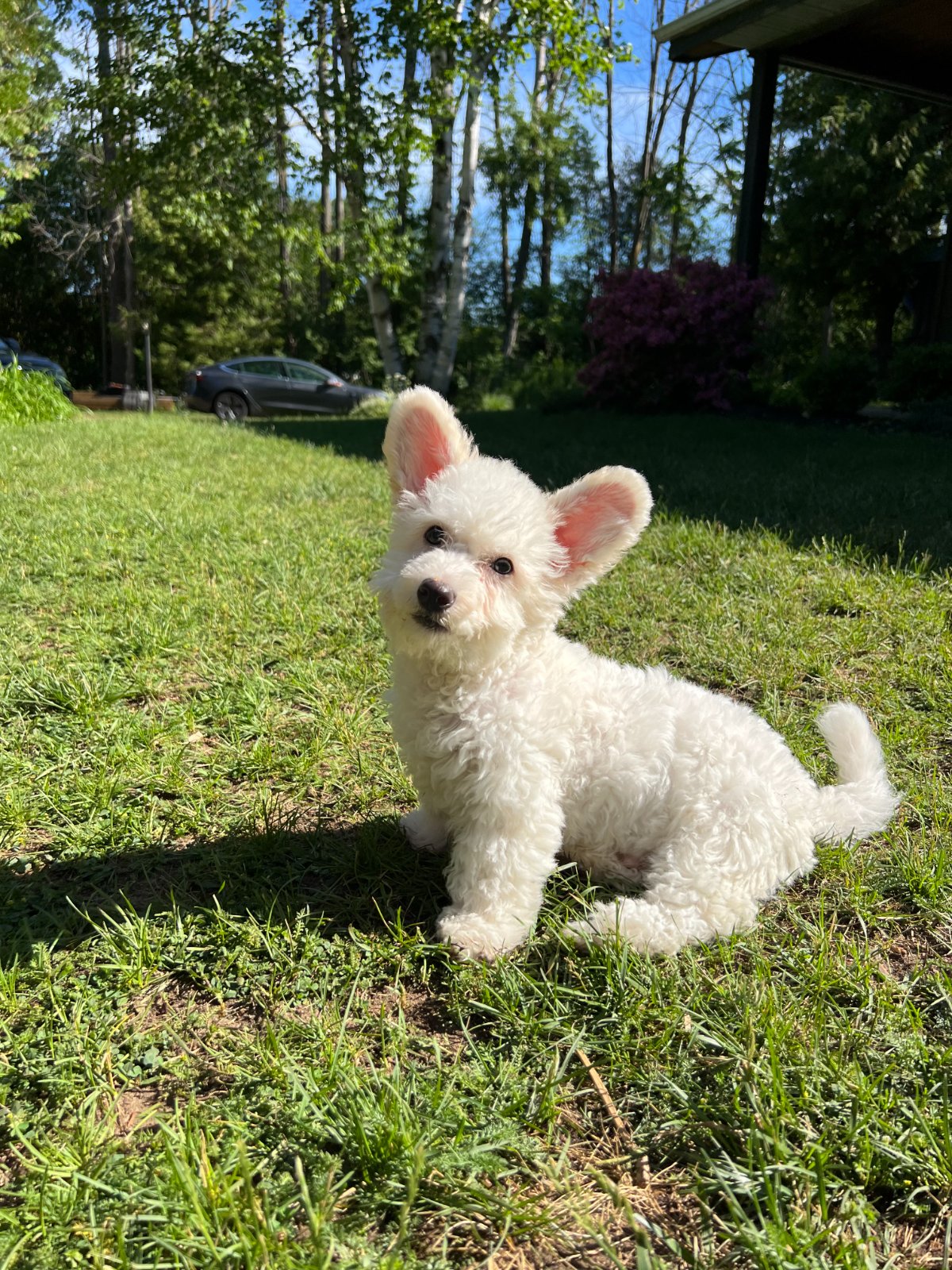 Photo of Thumper