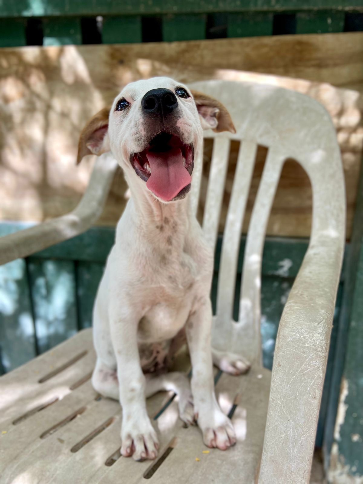 Photo of Tiki