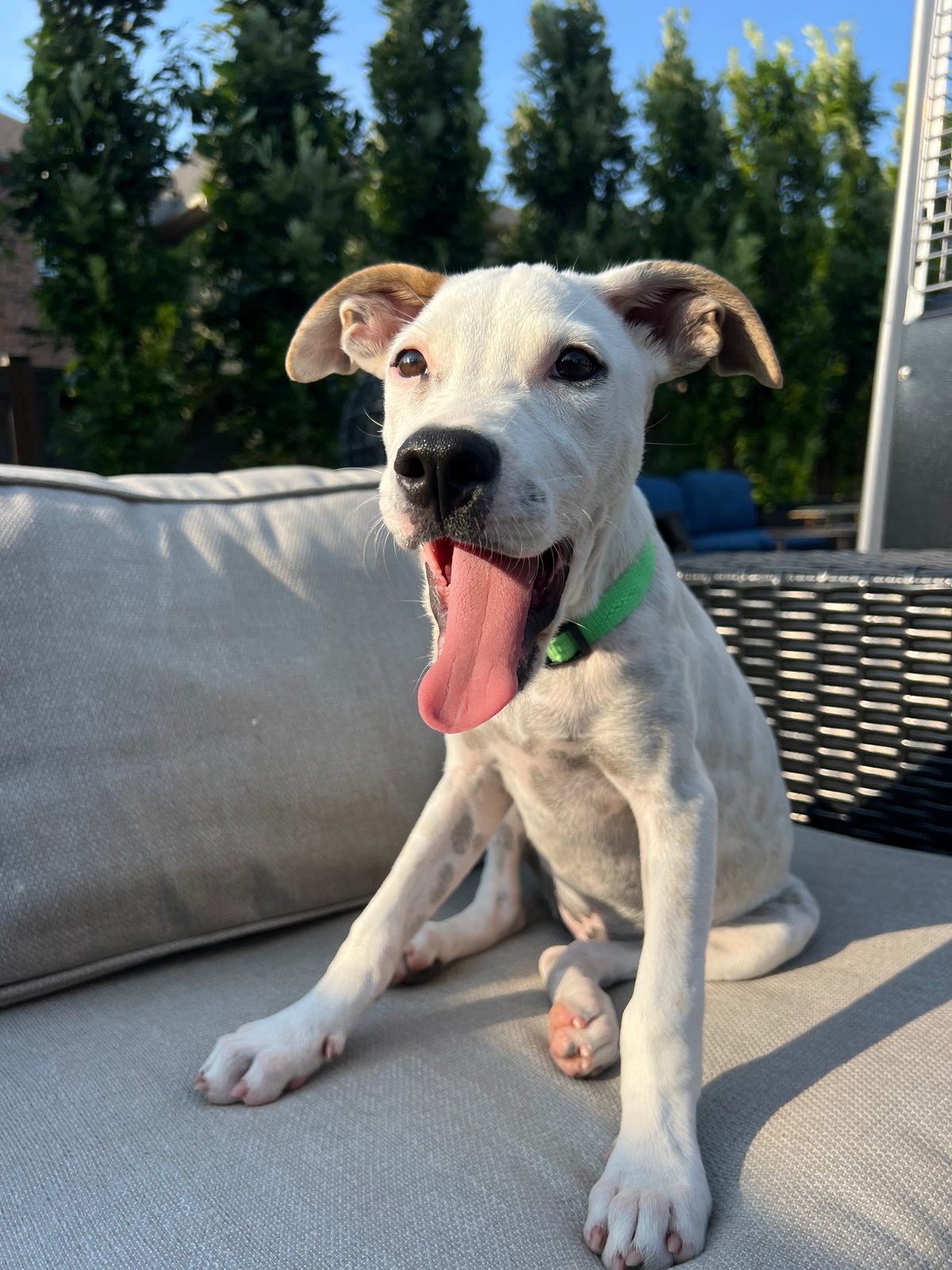 Photo of Tiki