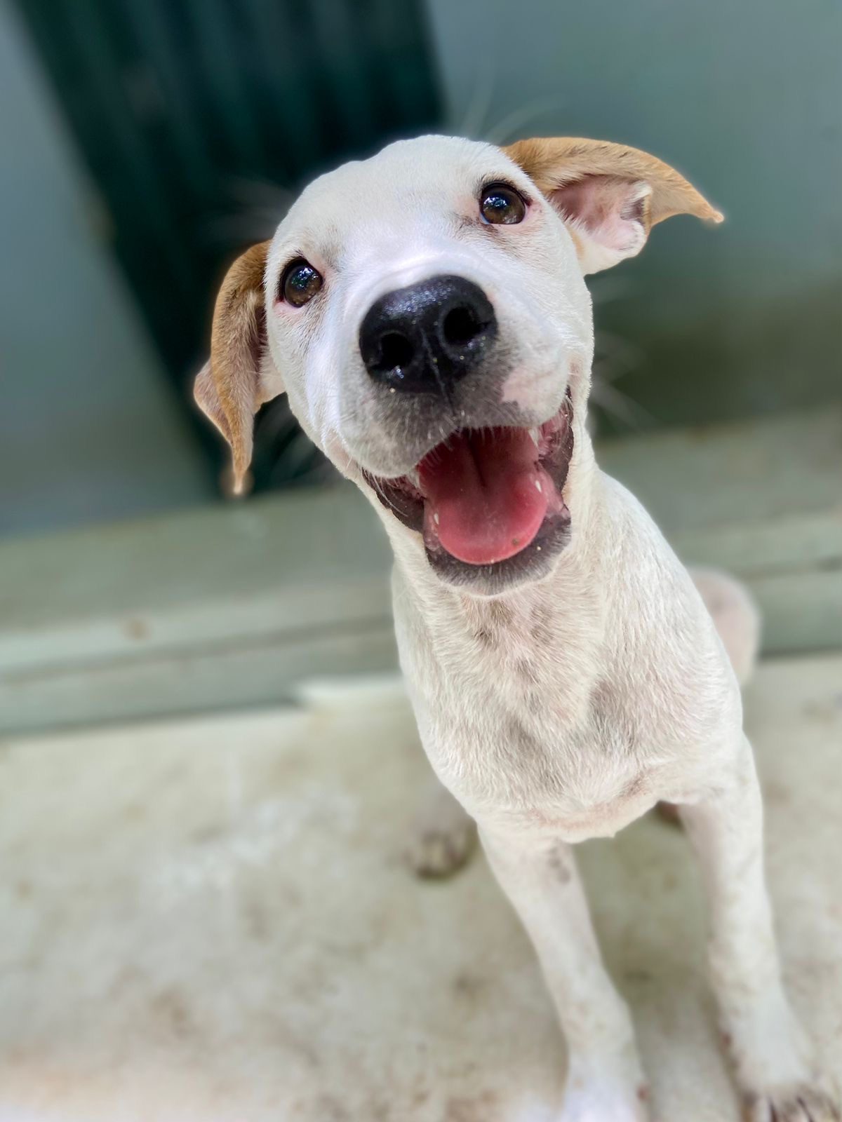 Photo of Tiki