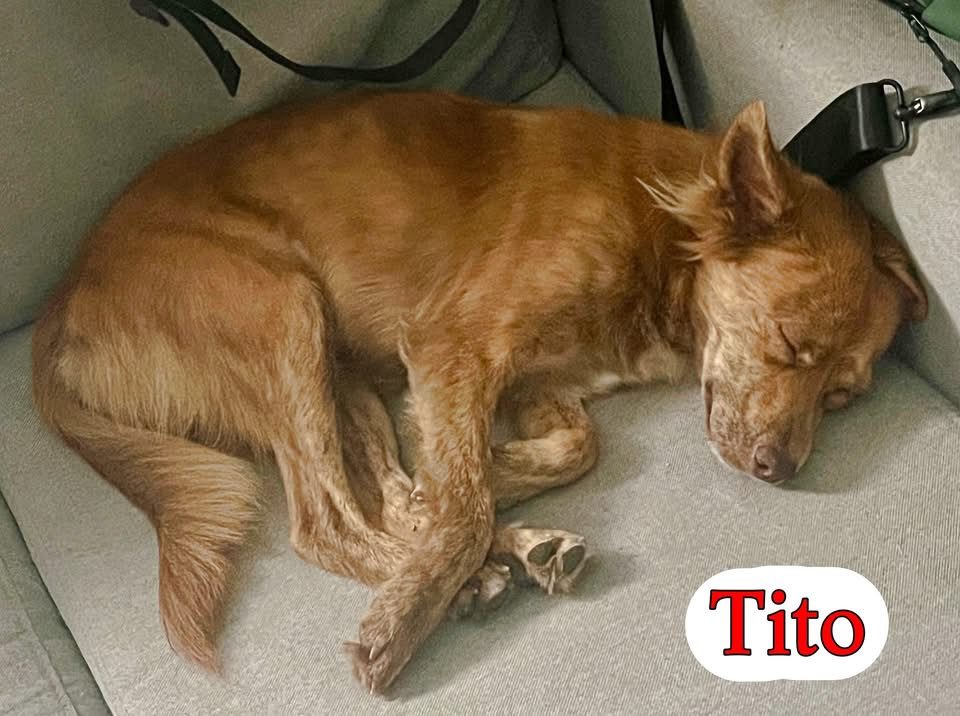 Photo of Tito