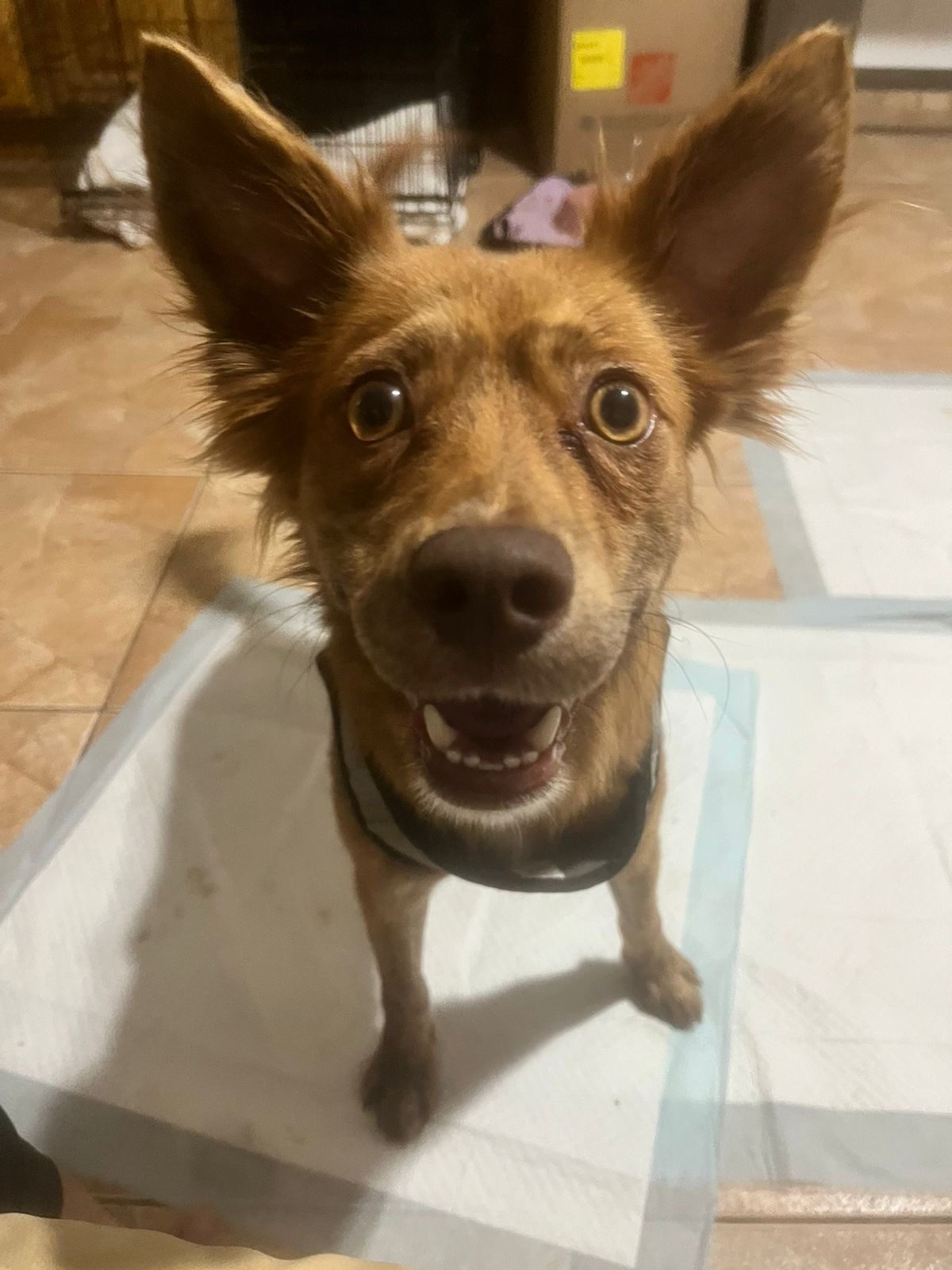 Photo of Tito