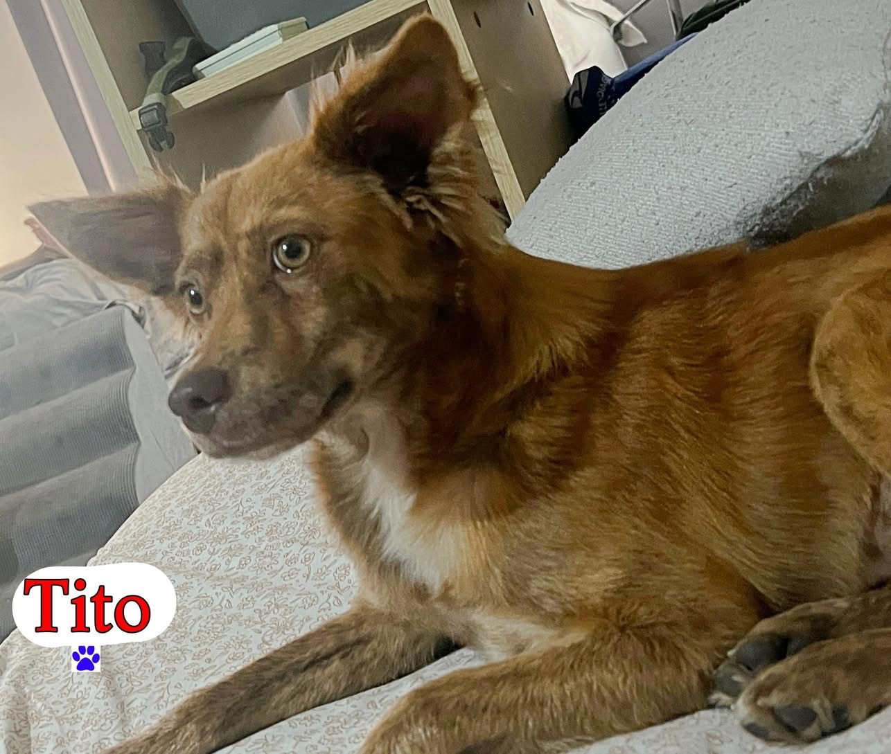 Photo of Tito