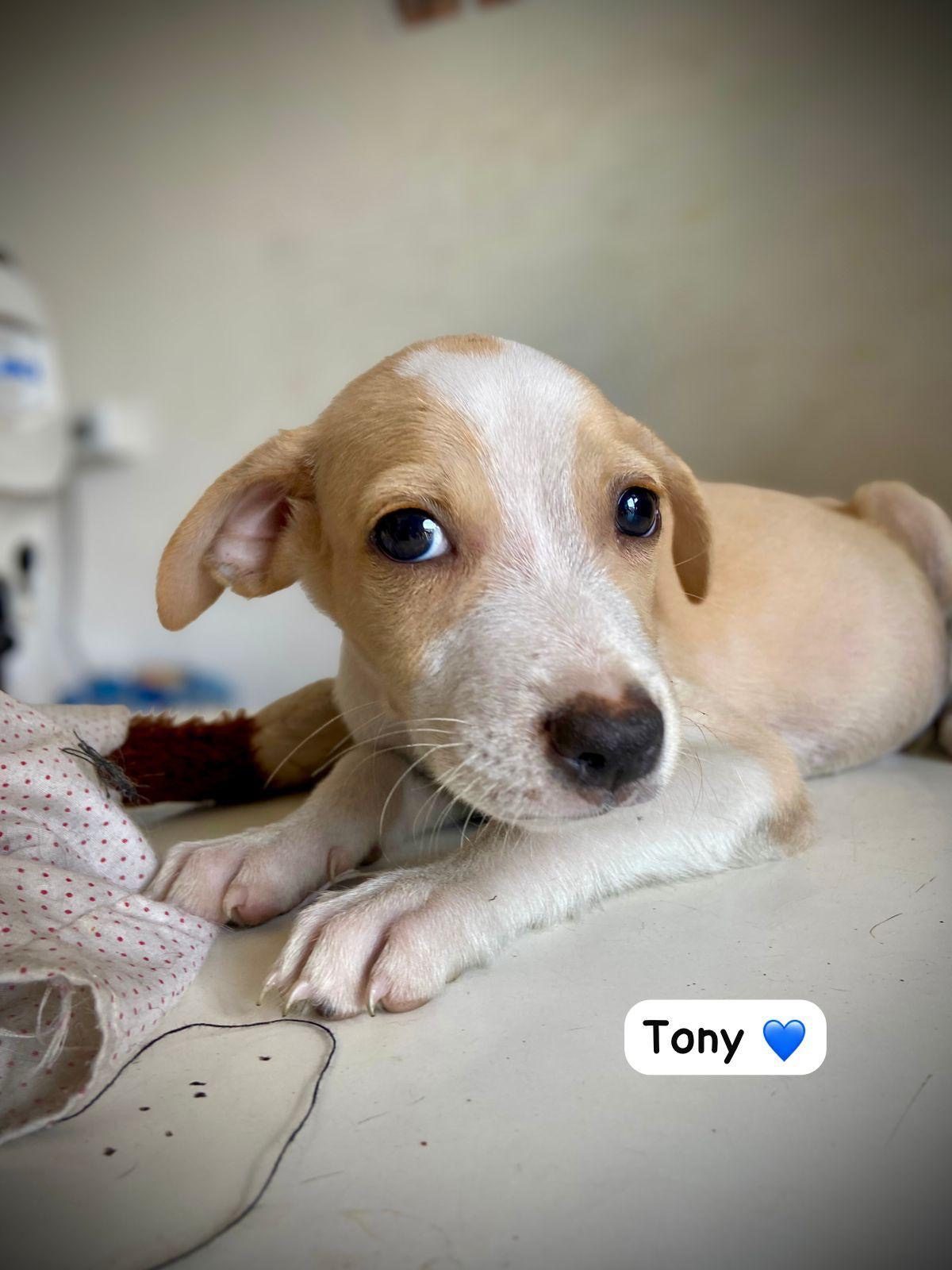 Photo of Tony
