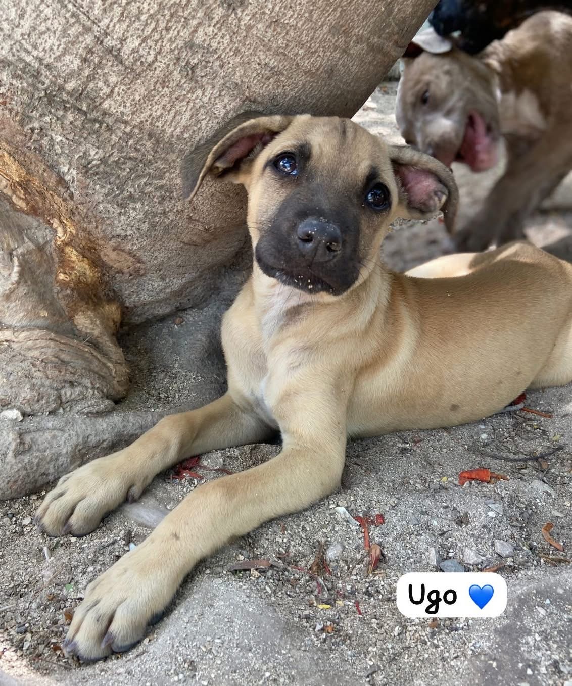 Photo of Ugo