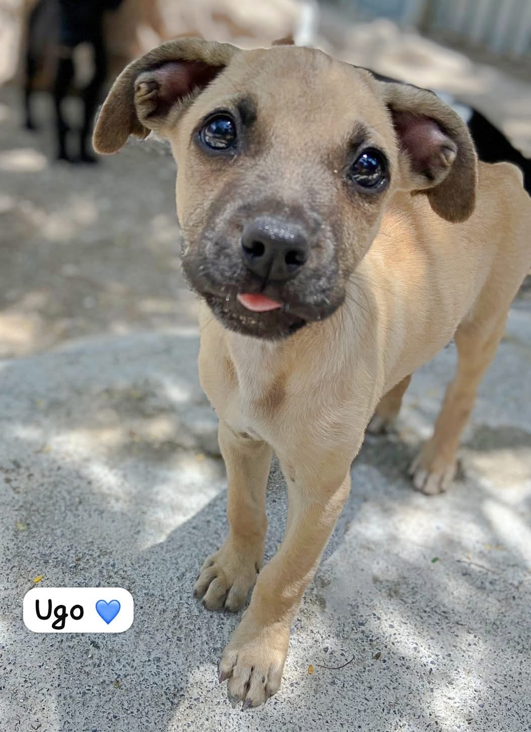 Photo of Ugo