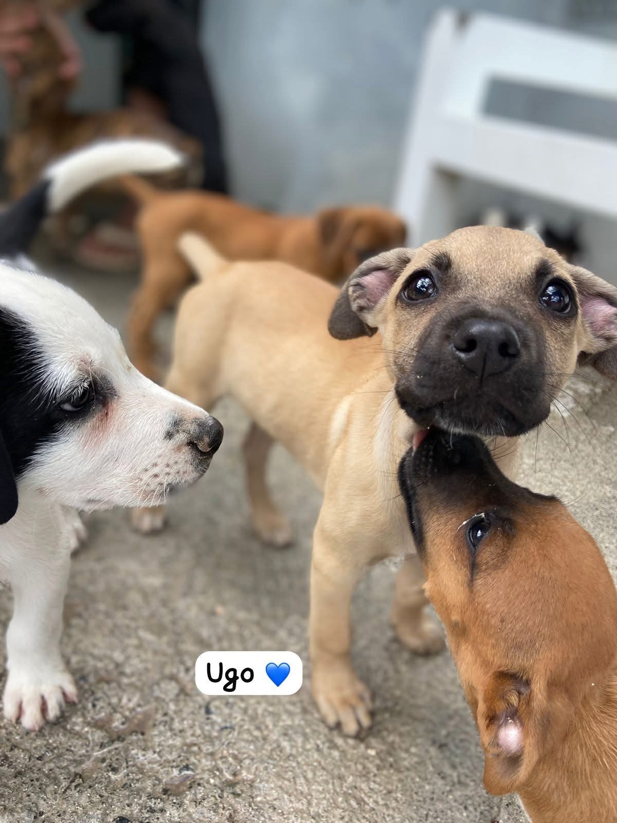 Photo of Ugo