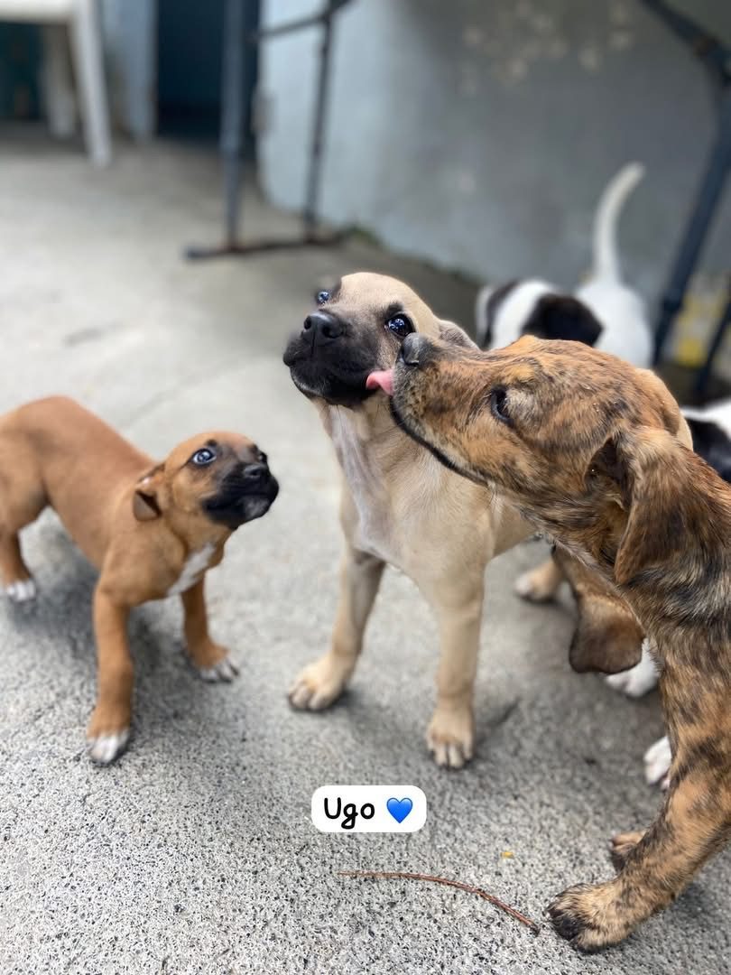 Photo of Ugo