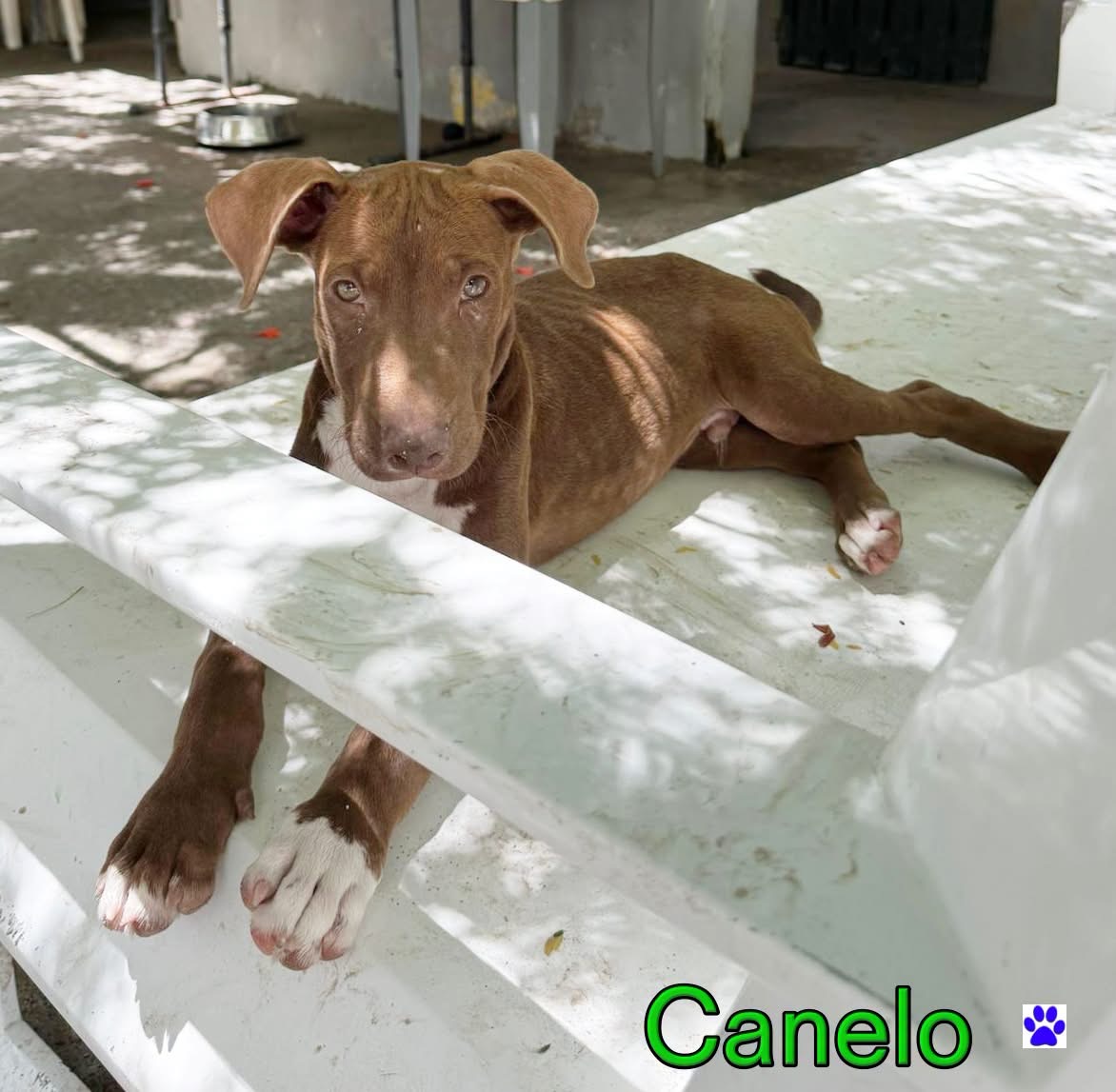 Photo of Canelo
