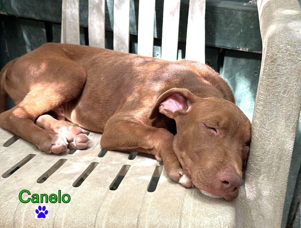 Photo of Canelo