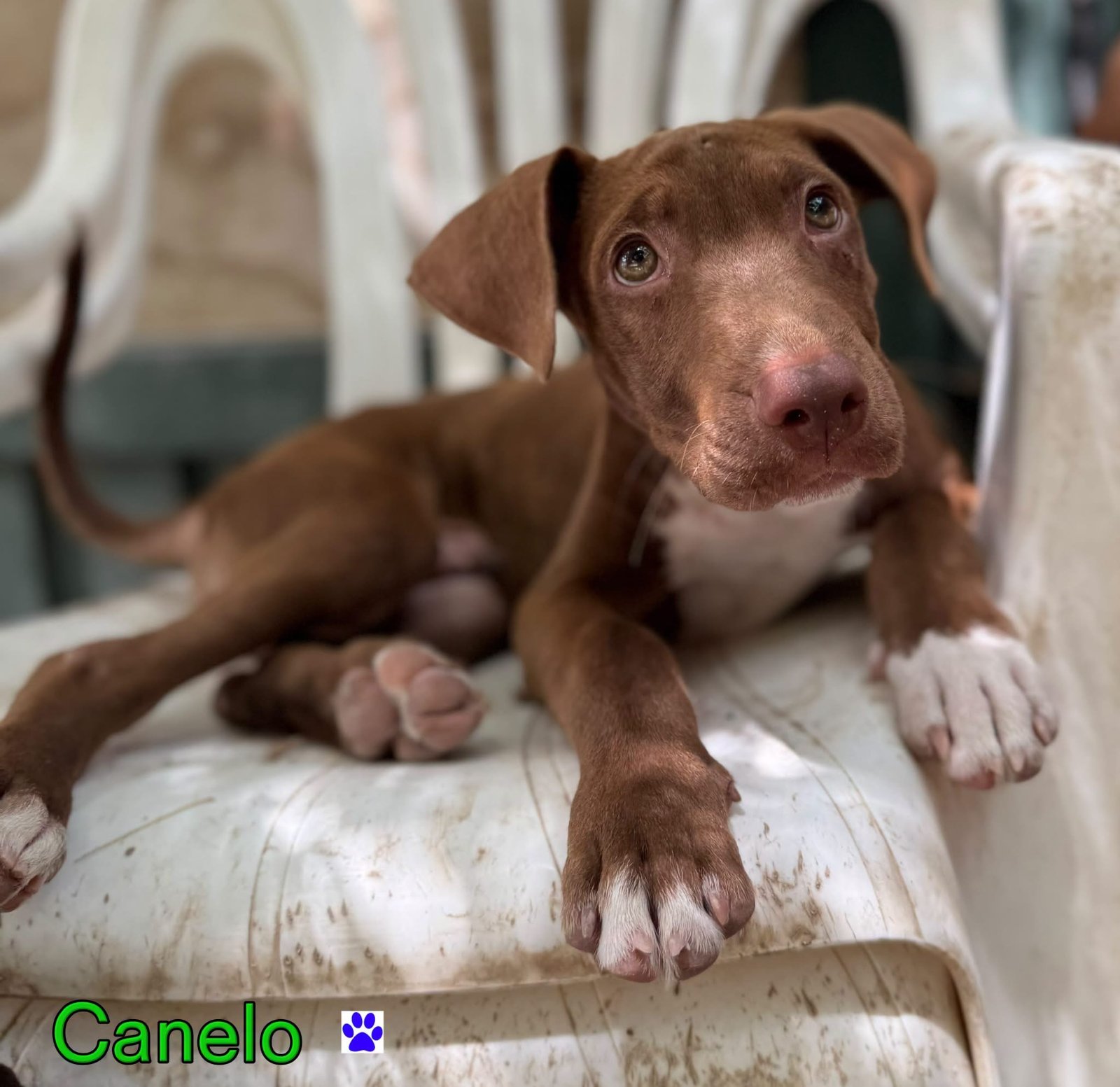 Photo of Canelo