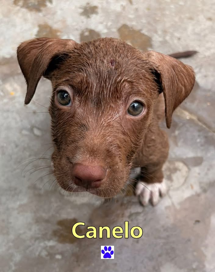 Photo of Canelo