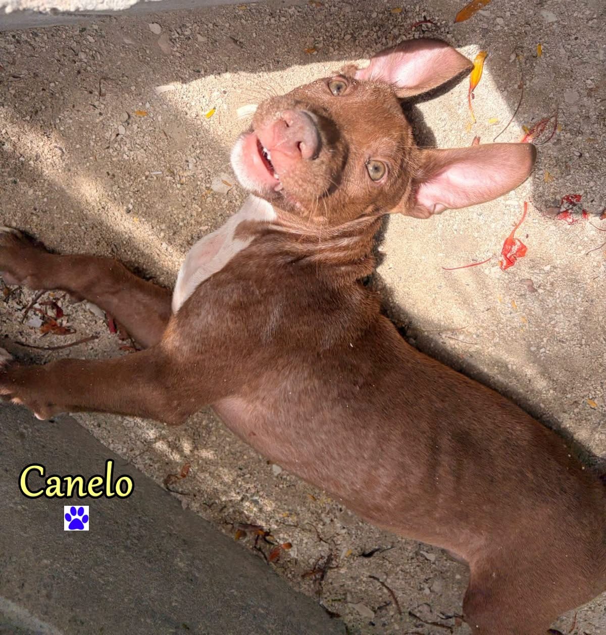 Photo of Canelo