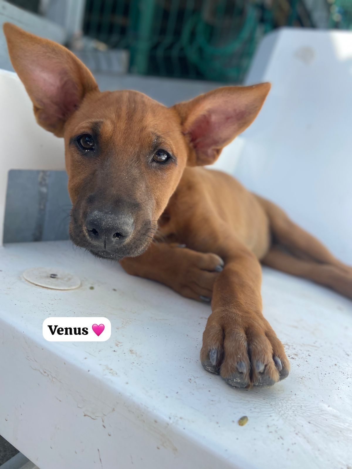 Photo of Venus