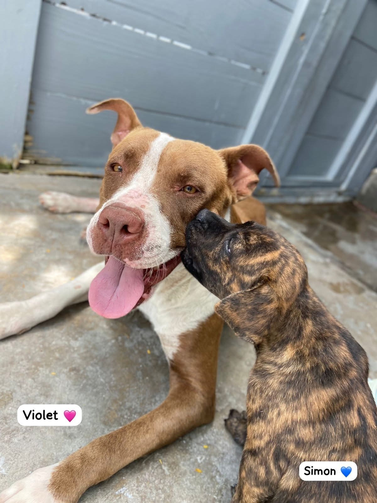 Photo of Violet