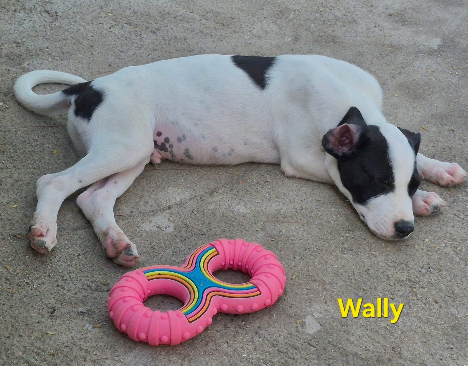 Photo of Wally