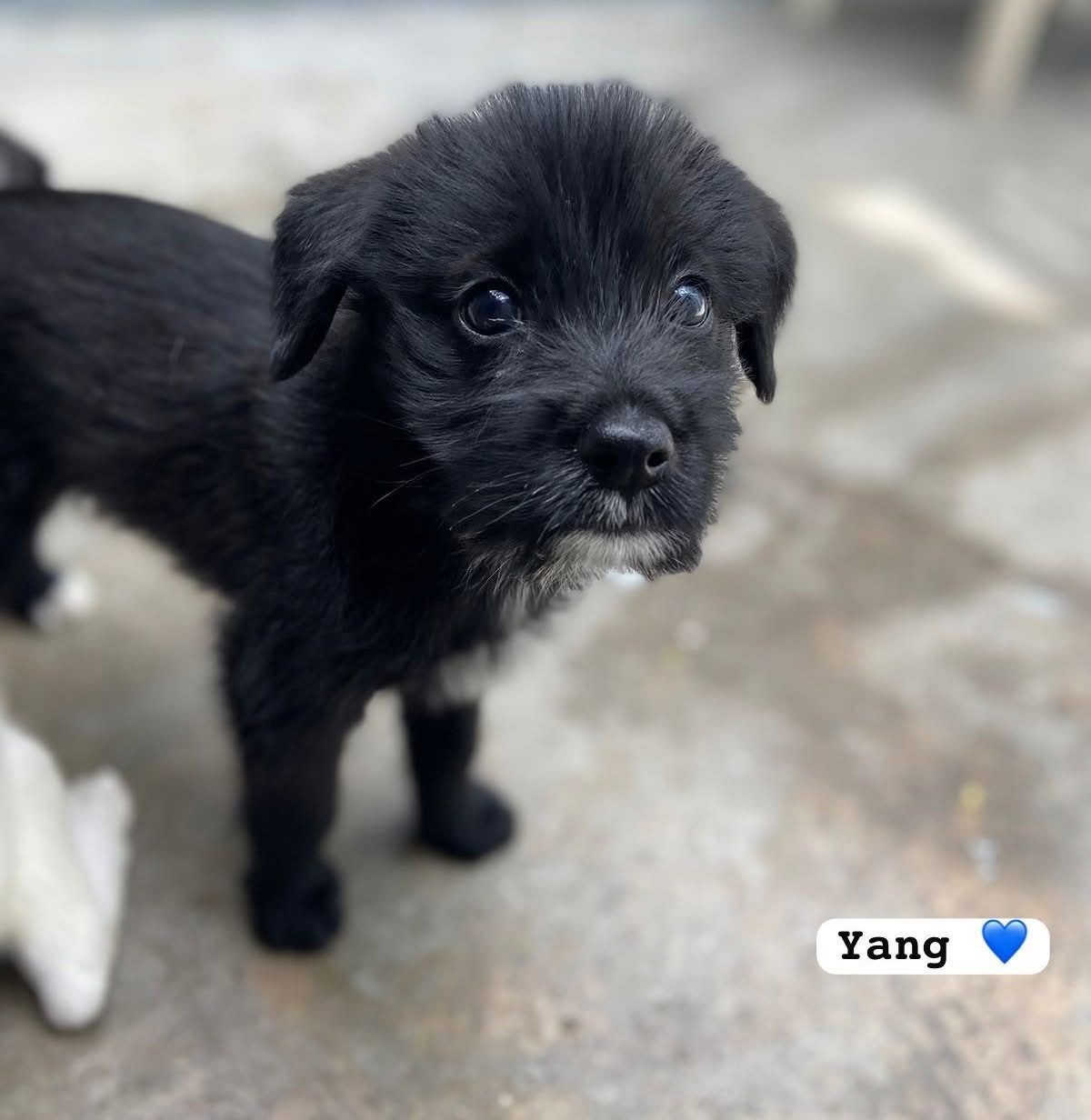 Photo of Yang