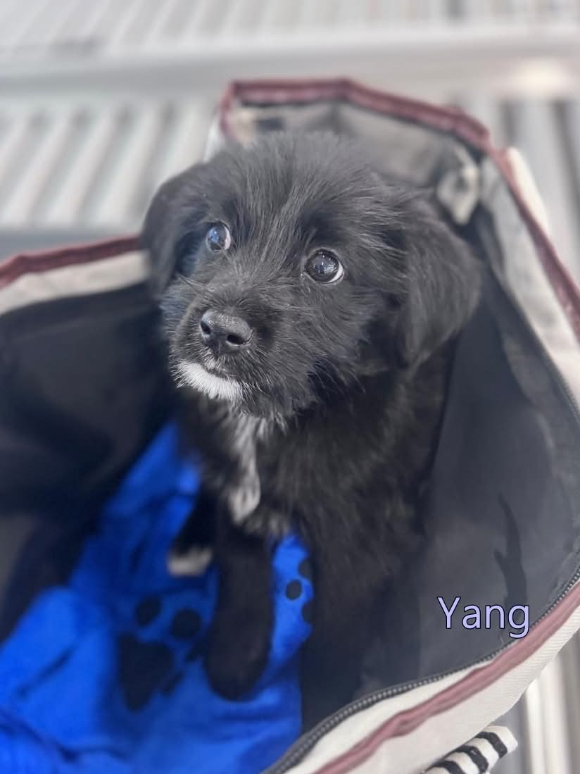 Photo of Yang