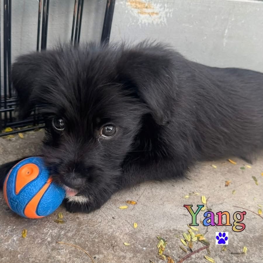 Photo of Yang