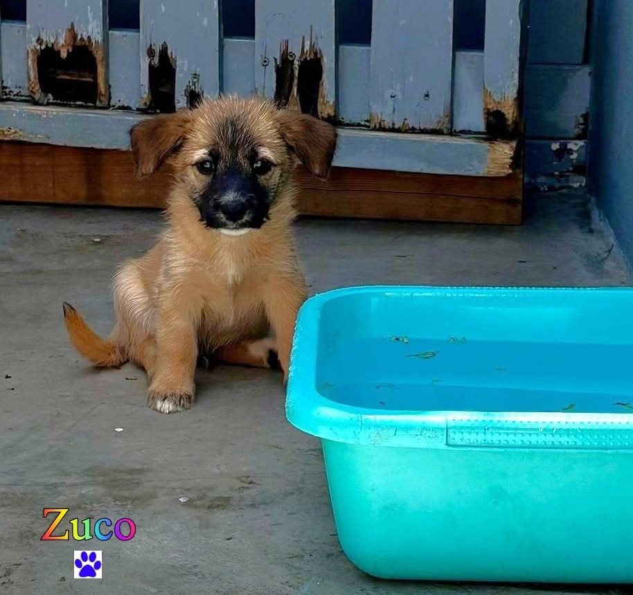Photo of Zuko