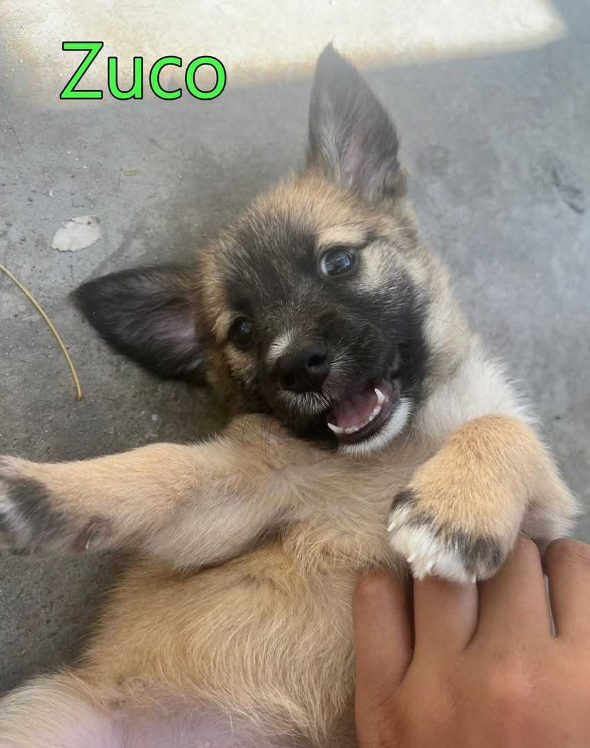 Photo of Zuko