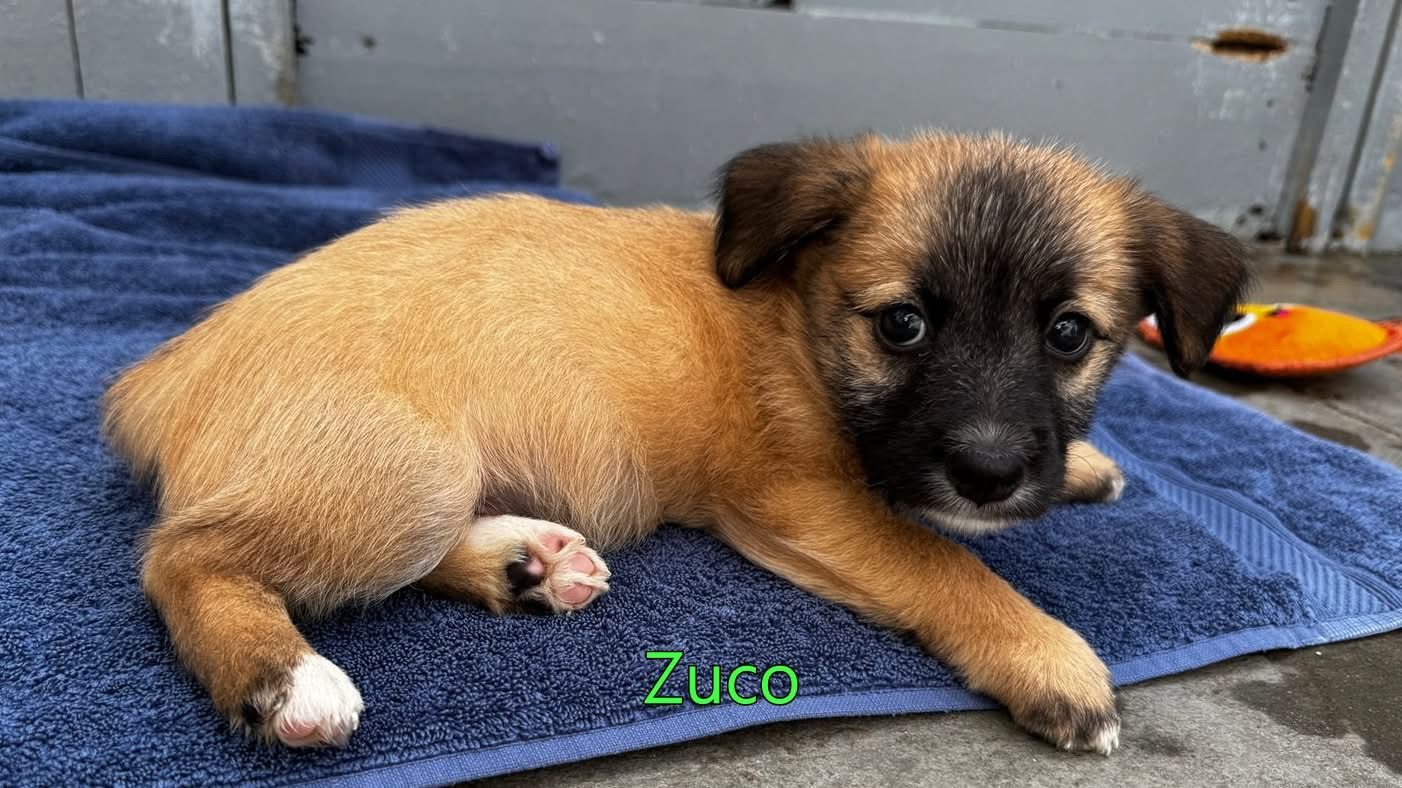 Photo of Zuko