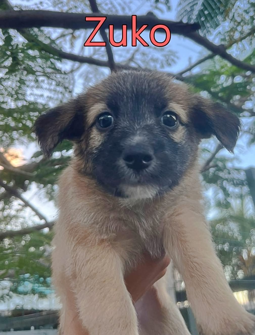 Photo of Zuko