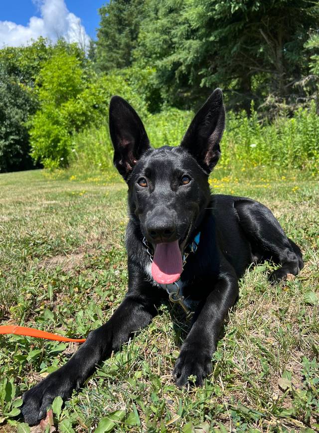 Photo of Alfie