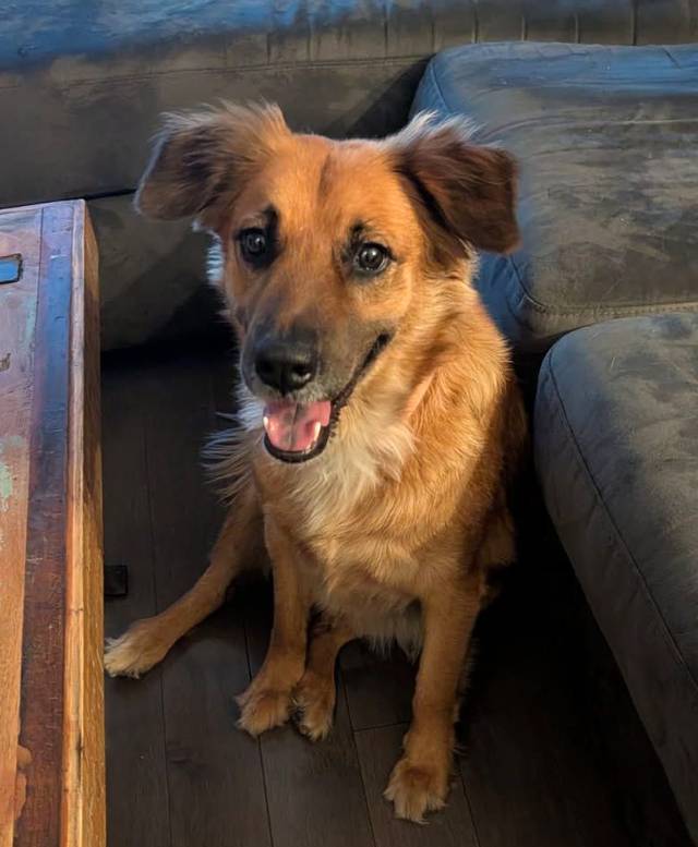 Photo of Amber