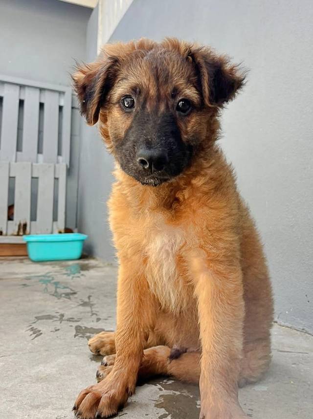 Photo of Apollo