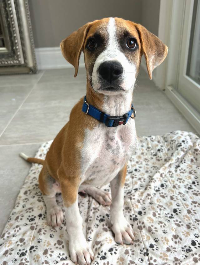 Photo of Bandit