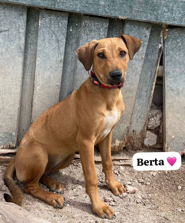 Photo of Berta