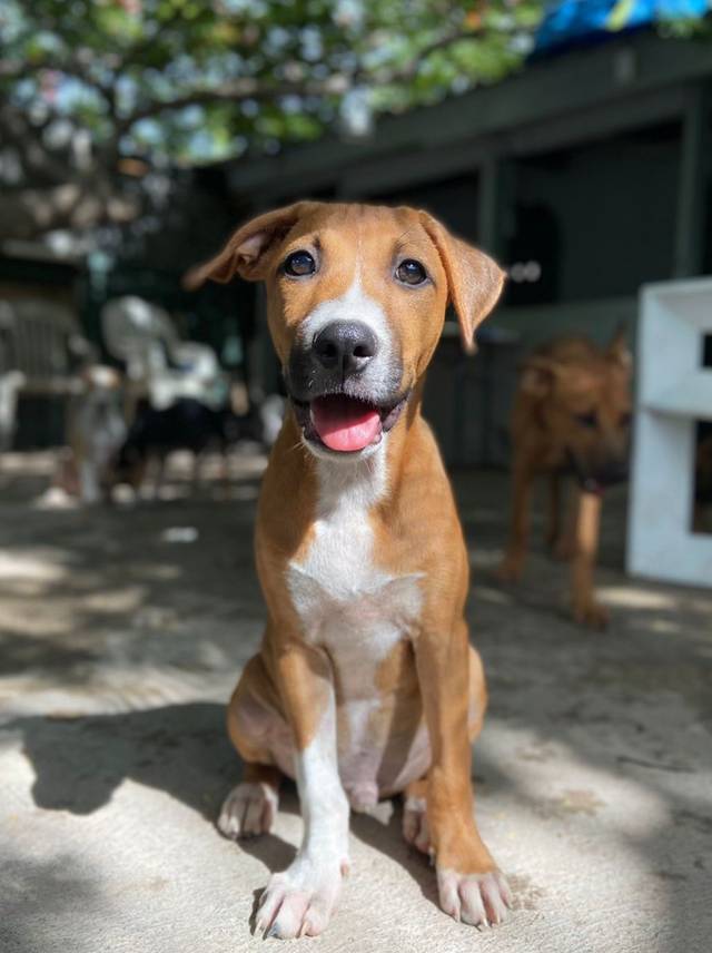 Photo of Bosco