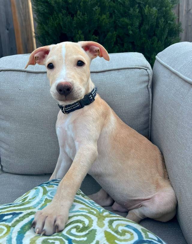 Photo of Bronco